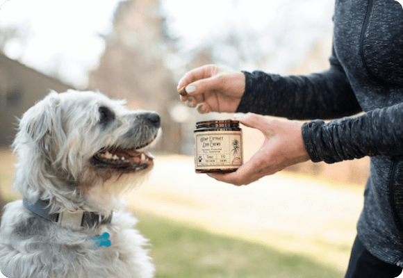 Best CBD Dog Treats for Joint Pain: Benefits and Shopping Tips