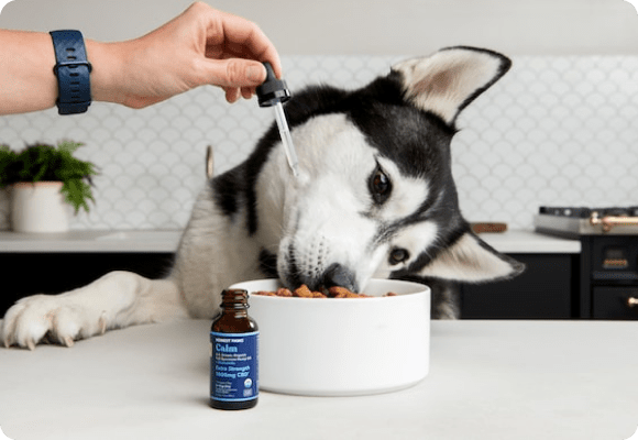 Your Guide on CBD Oil for Dogs With Arthritis