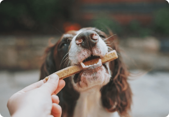 The Best Healthy Dog Treats: Our Top 8 Picks Reviewed