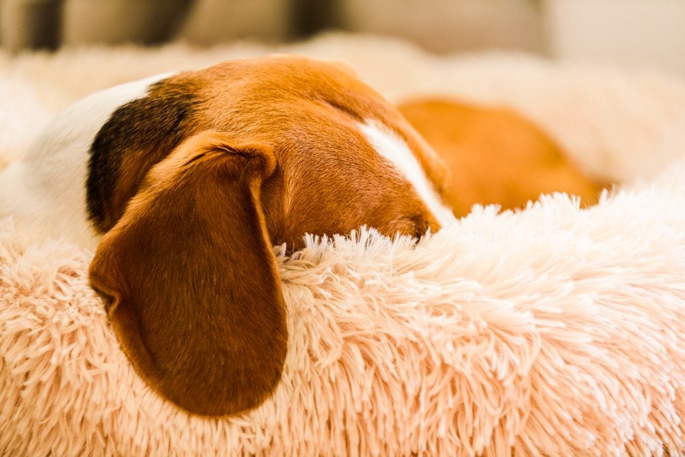 10 Best Dog Beds for Beagles