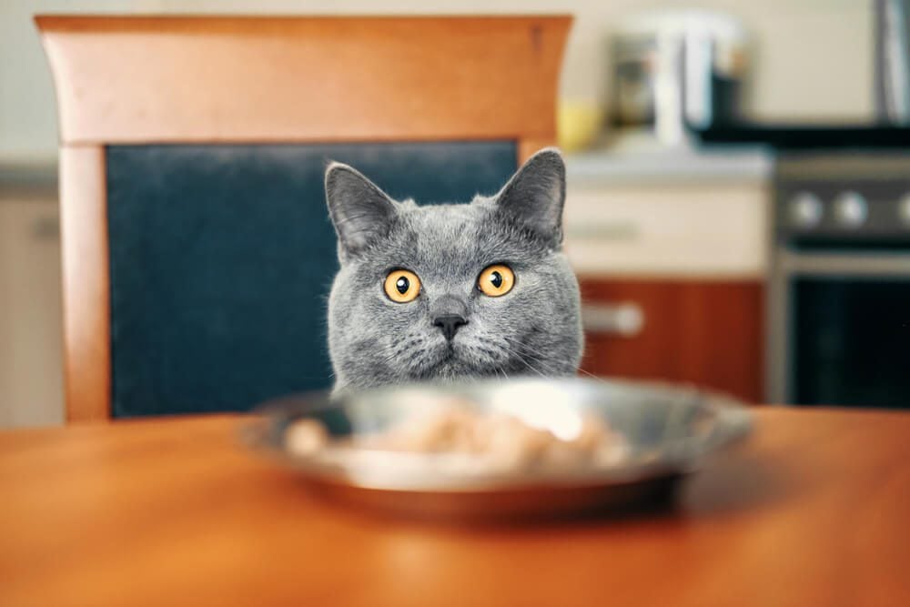 cat looking at food sitting on a table