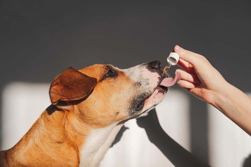 anxiety supplements for dogs