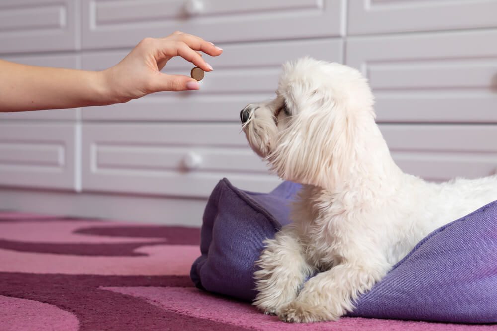 anti anxiety meds for dogs