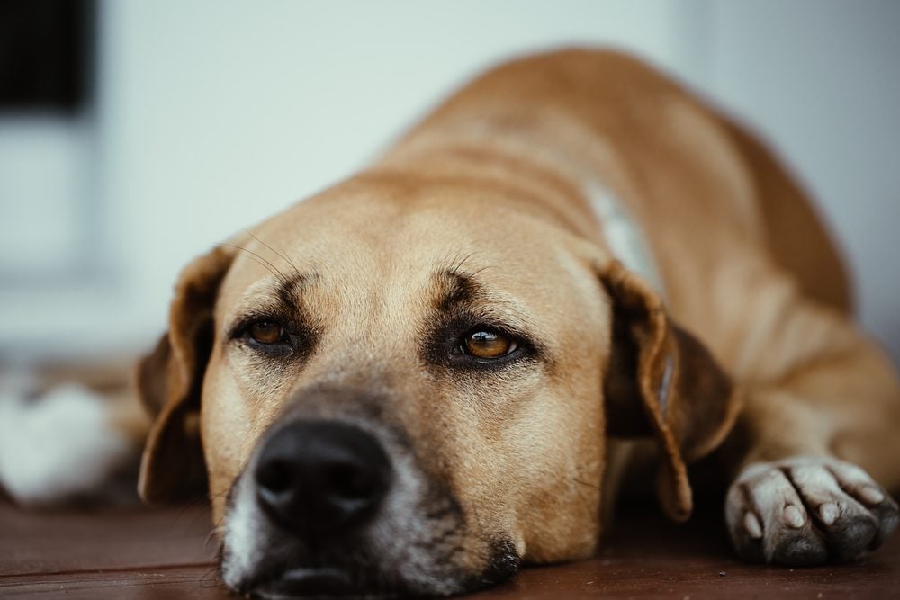 A Guide to Aspirin for Dogs