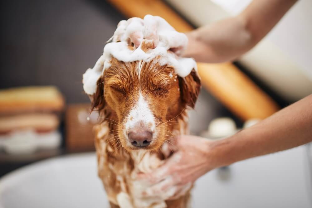Dog getting shampooed