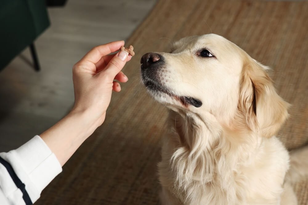 probiotics for dogs with diarrhea