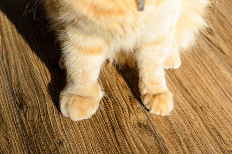 Allergy on a cat's paw pad