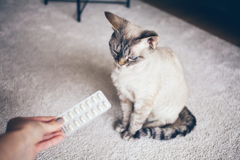 Antibiotics for Cats