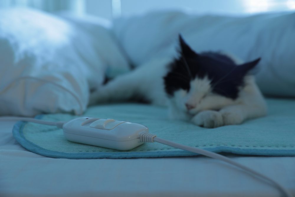 Are-Heated-Beds-Safe-for-Cats