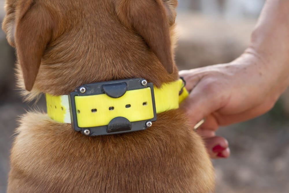 Are Training Collars Good for Dogs