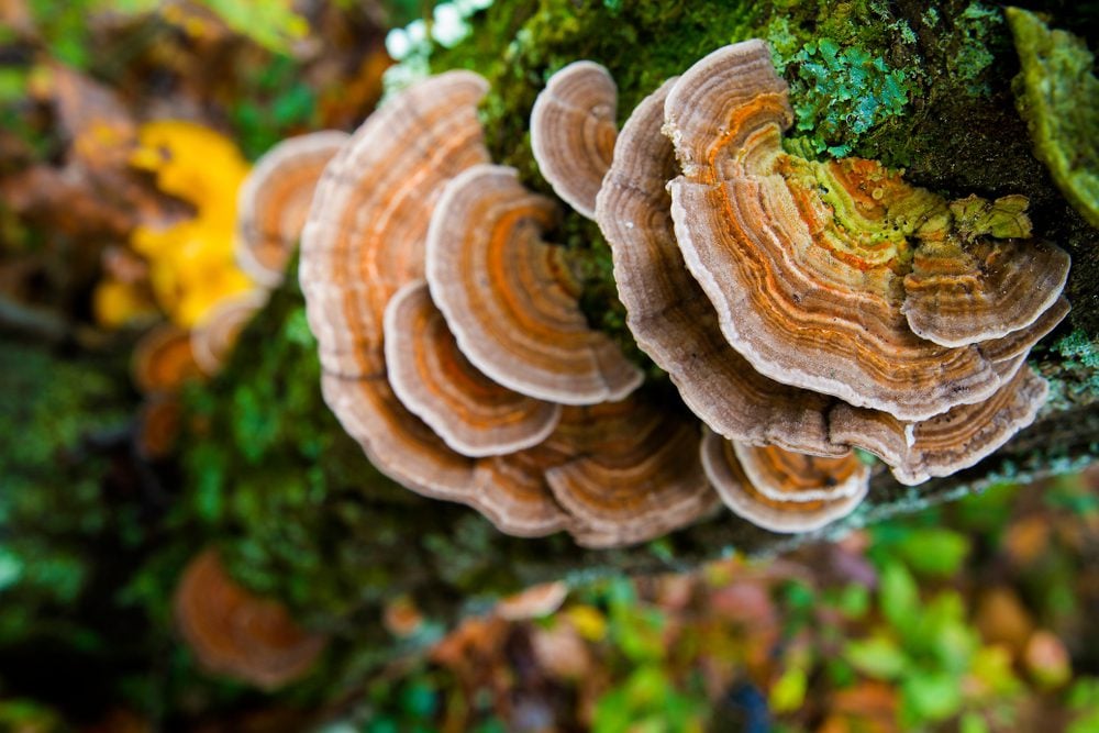 Are Turkey Tail Mushrooms Safe for Dogs