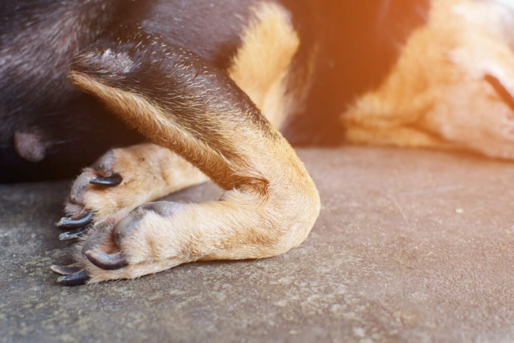 CBD Dog Treats for Joint Pain