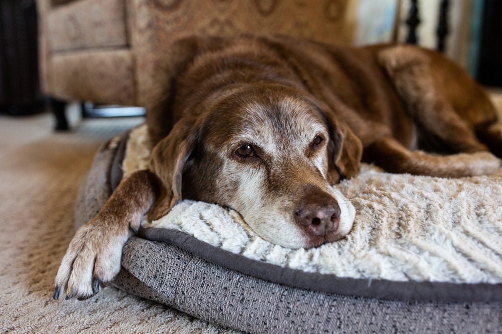 Best Dog Bed for Hip Dysplasia Our Top Picks