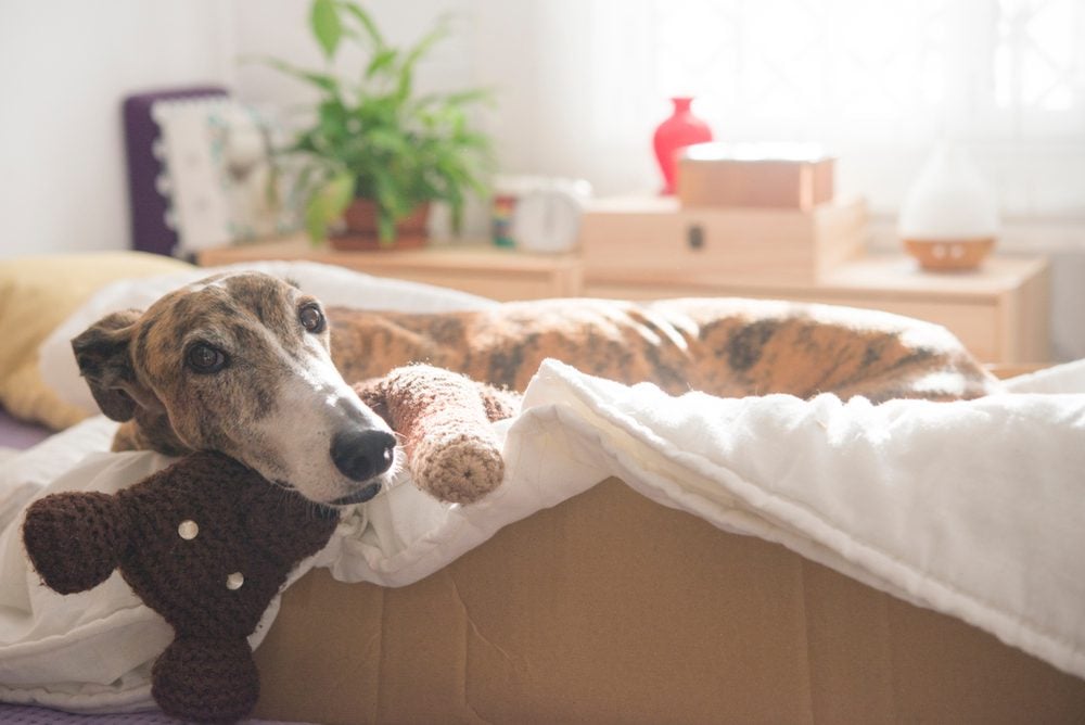 Best Dog Beds For Greyhounds