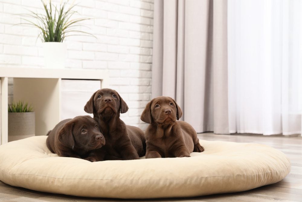 Best Dog Beds For Labs