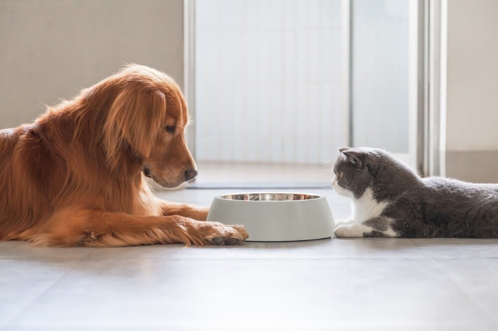 can cats eat dog food?