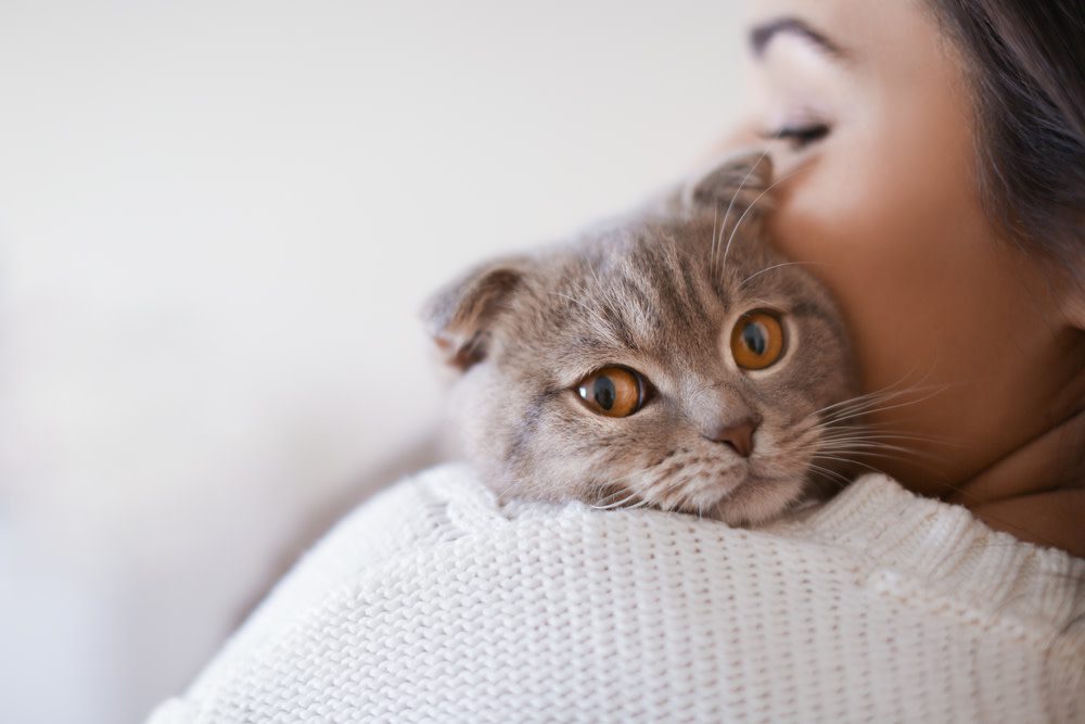 grey cat with owner