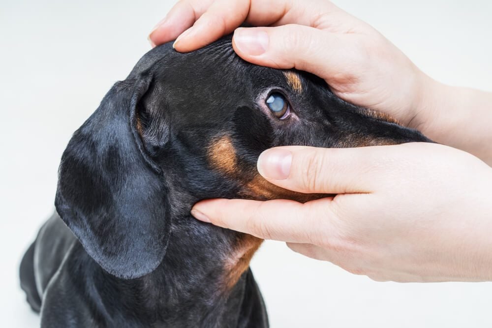 Cataracts in Dogs