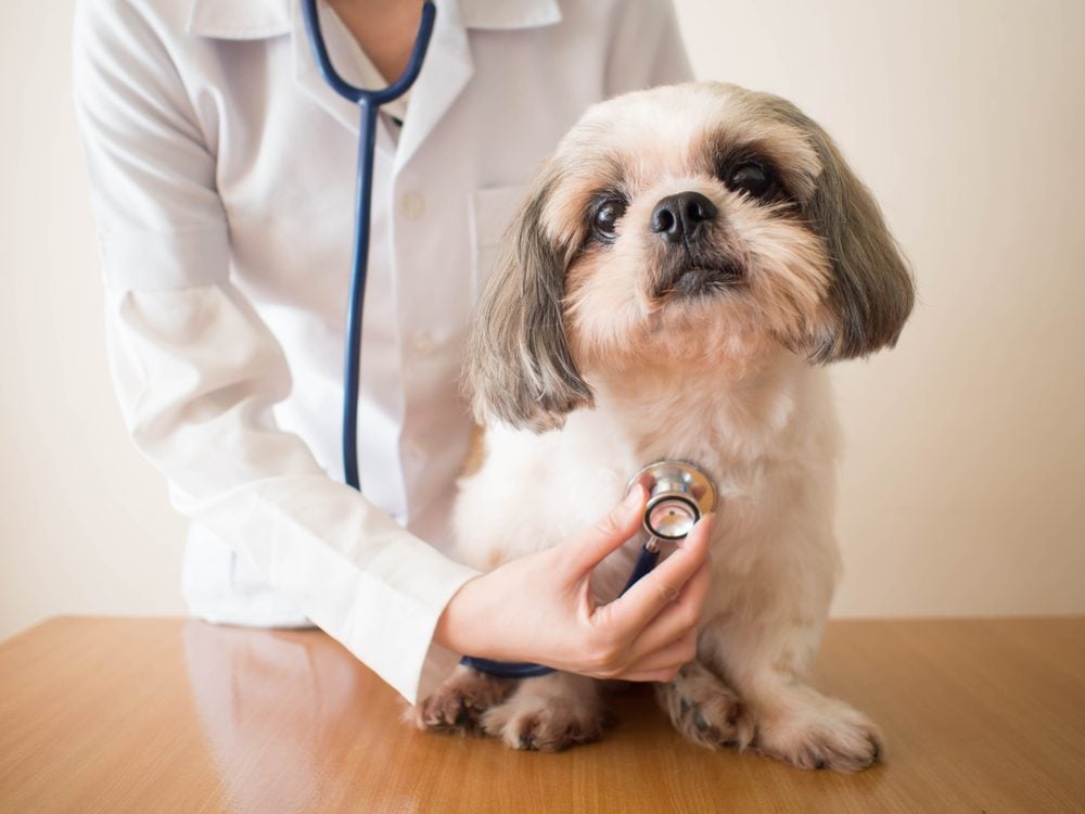 Chemotherapy-for-Dog-Tumors