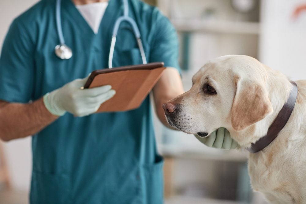 Diagnosing Adenocarcinoma of the Kidney in Dogs
