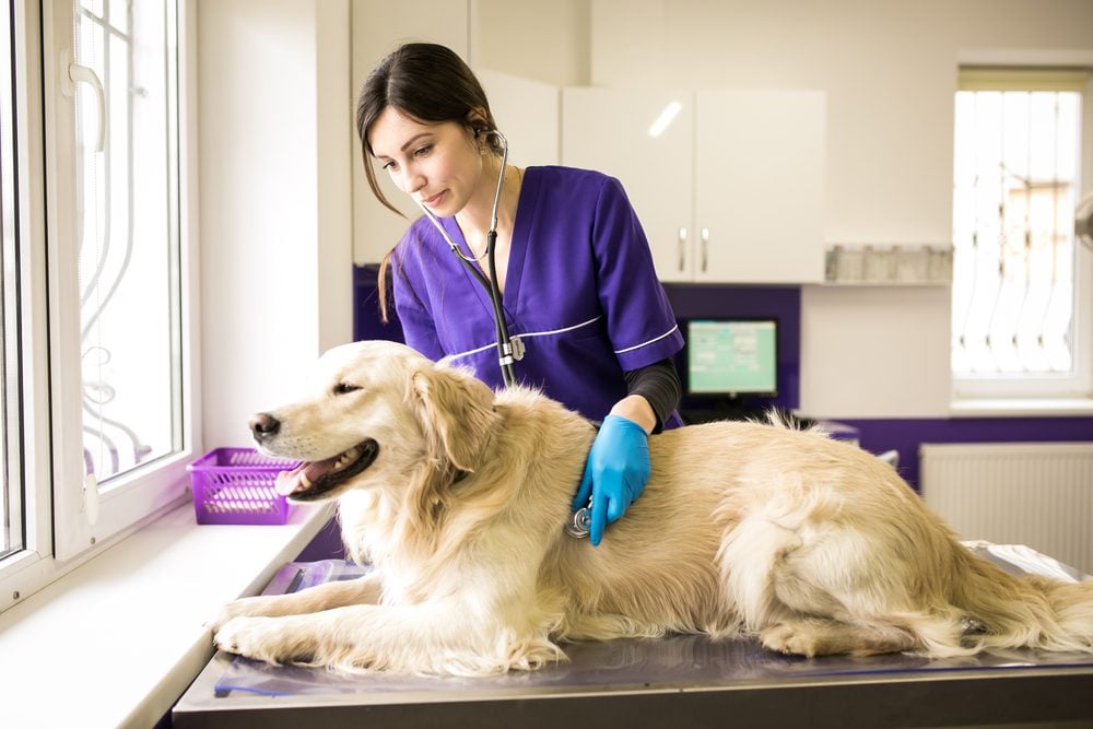 Diagnosing Bone Cancer in Dogs