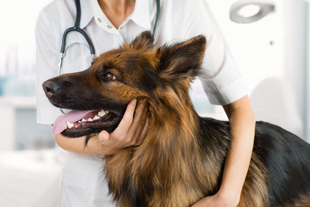 Diagnosing Intestinal Cancer in Dogs 
