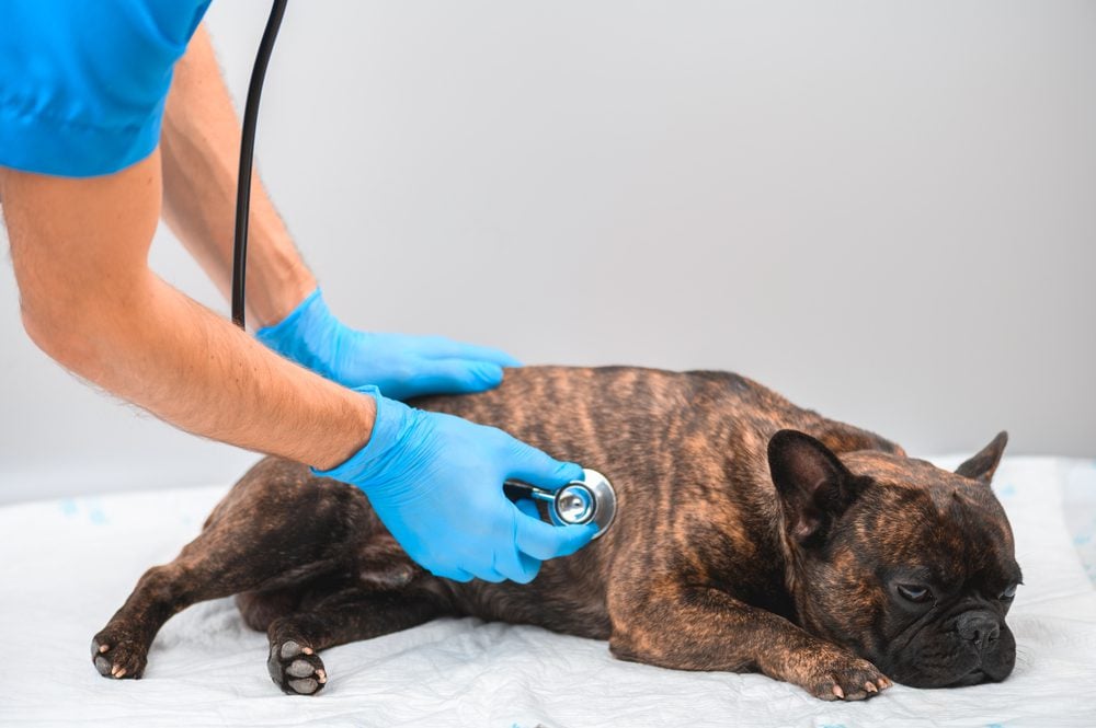 Diagnosing Testicular Cancer in Dogs