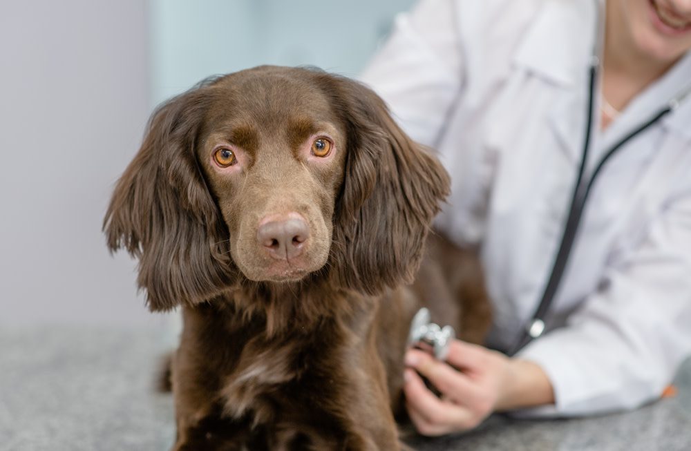 Diagnosing and Treating Your Dog
