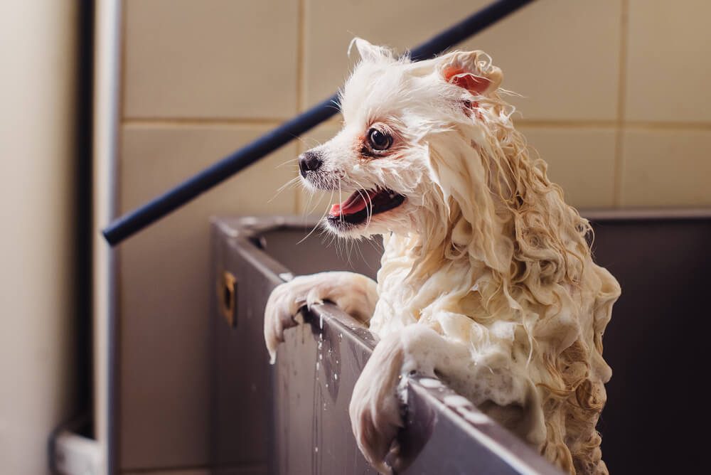 Does Dog Dandruff Shampoo Work