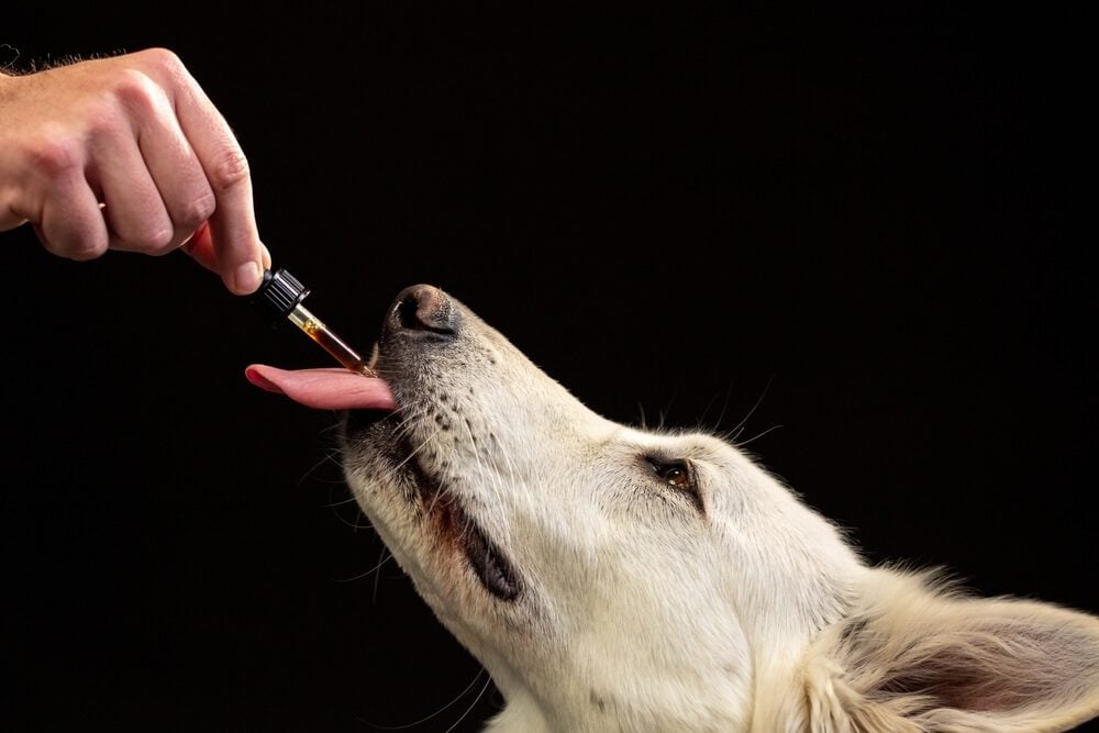 Dog Anxiety Supplements: Our Top Picks