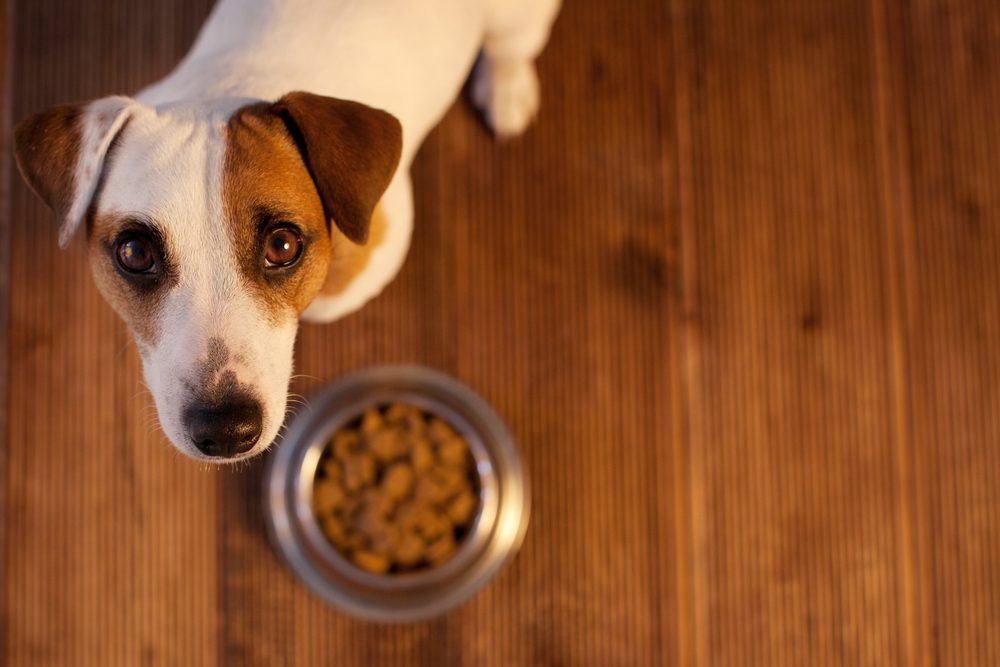 Dog-Food-Allergies