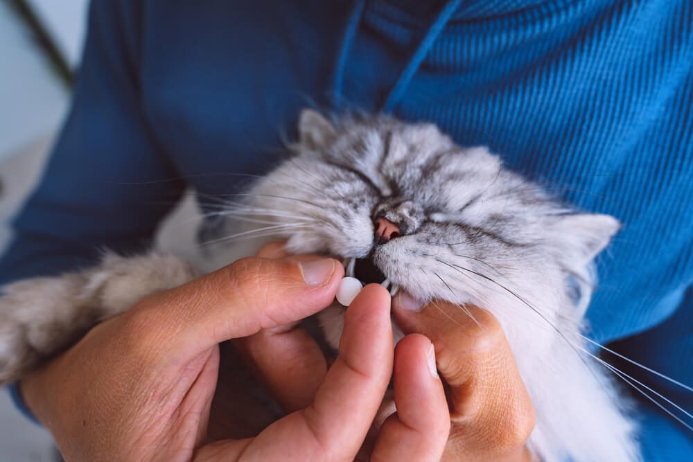 owner giving supplement to cat