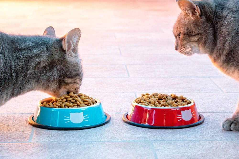 Cats eating Fancy Feast cat food