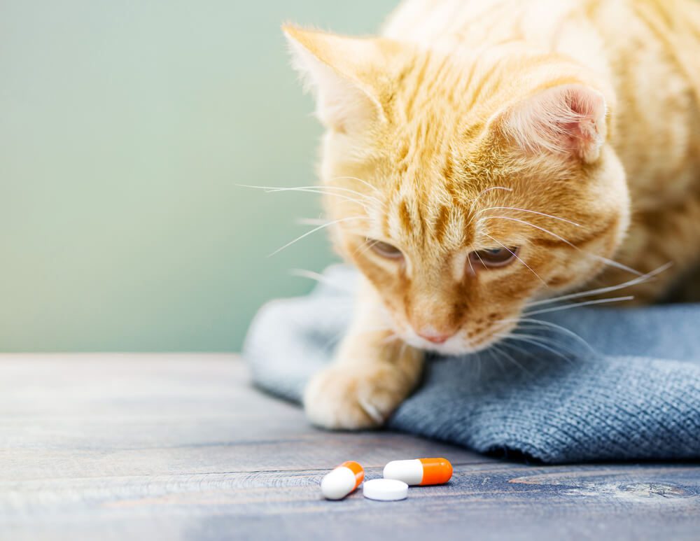 cat looking at diarrhea medication