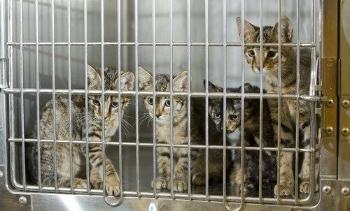 Find One of These Animal Shelters to Adopt Pets
