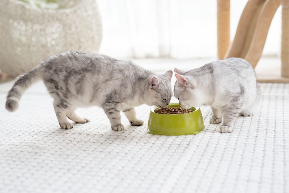 2 cats eating freshpet cat food