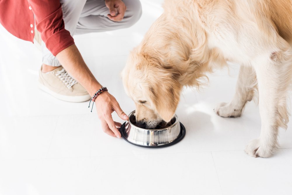 Giving dogs diatomaceous earth