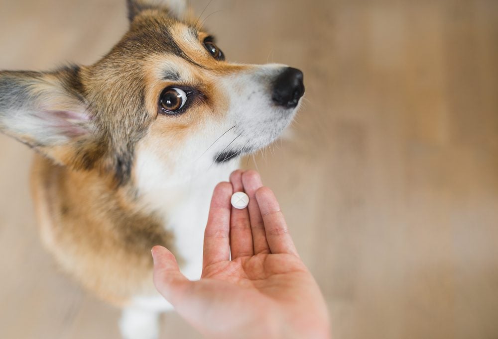 giving your dog amoxicillin
