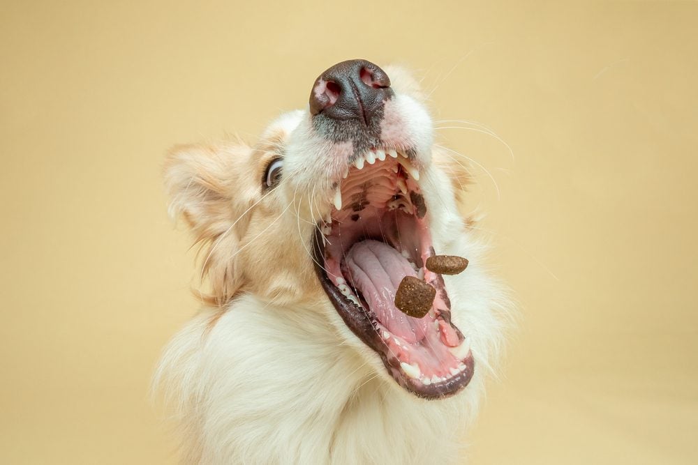 Dog catching medication in its mouth