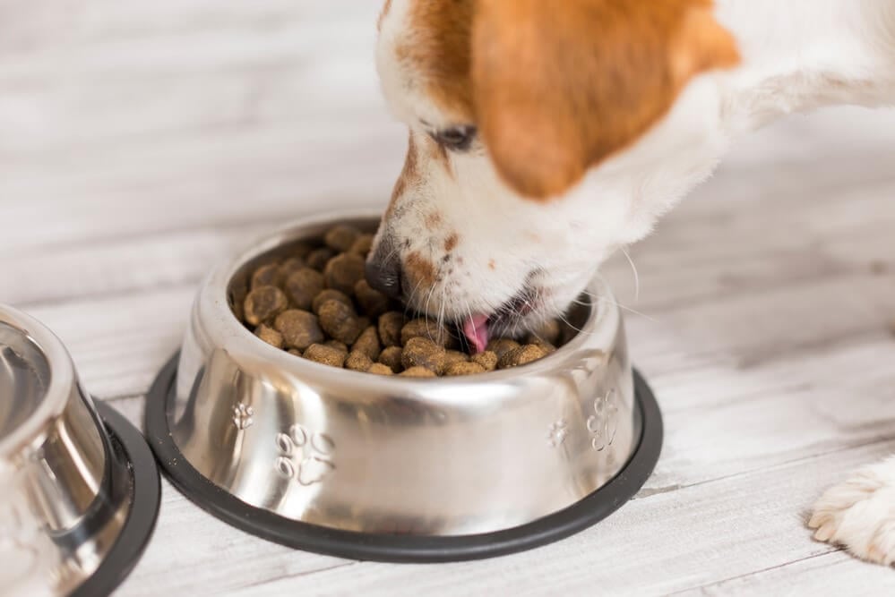 Science Diet Dog Food