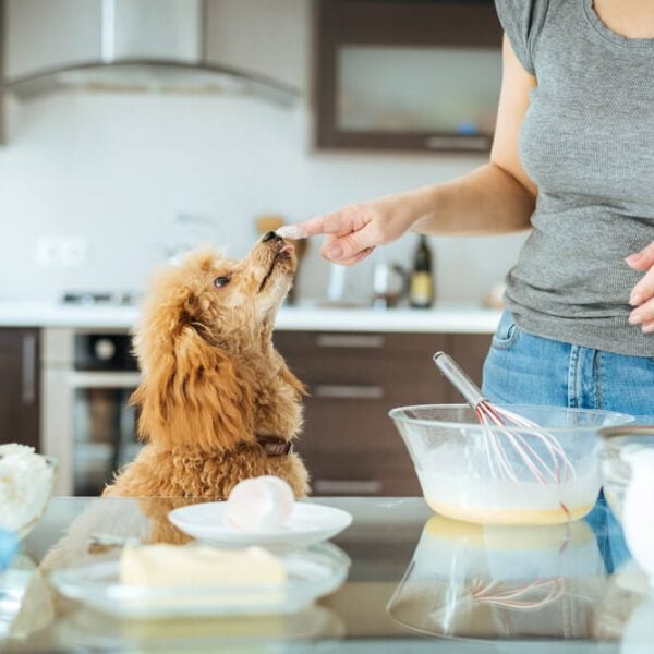 homemade probiotics for dogs