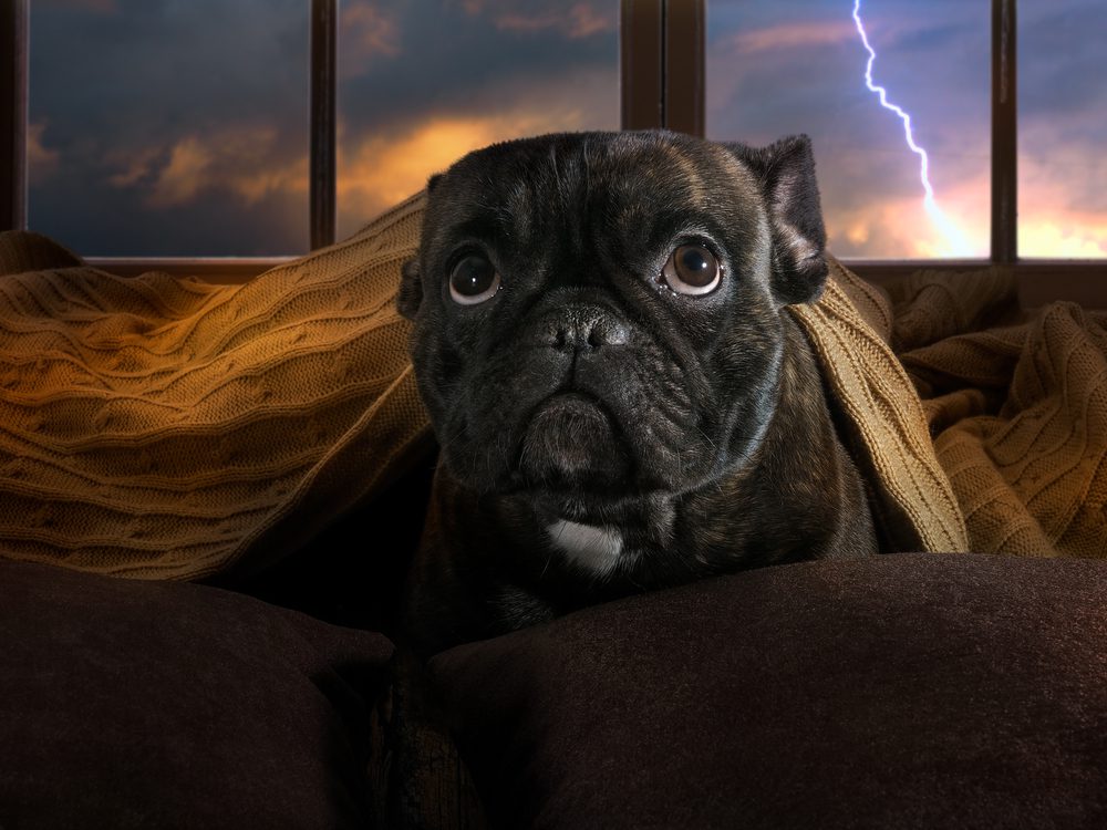 How Do You Calm a Dog Scared of Thunder