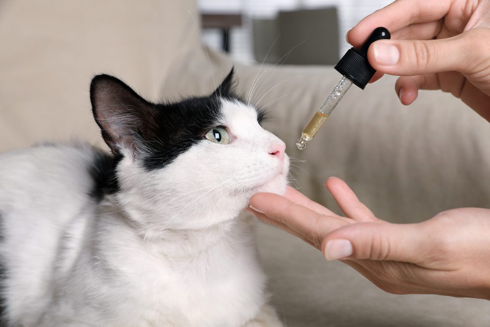 How-Much-CBD-Oil-Should-I-Give-My-Cat