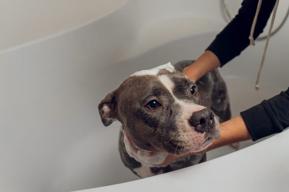 How Often Should You Bathe a Dog With Dandruff