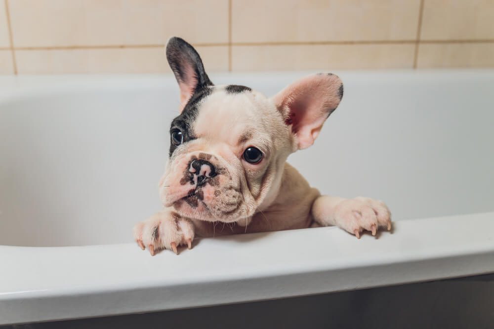 How Often Should You Bathe a Dog With Itchy Skin