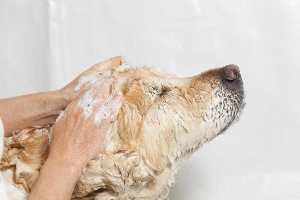 How Often Should You Use Conditioner on Your Dog