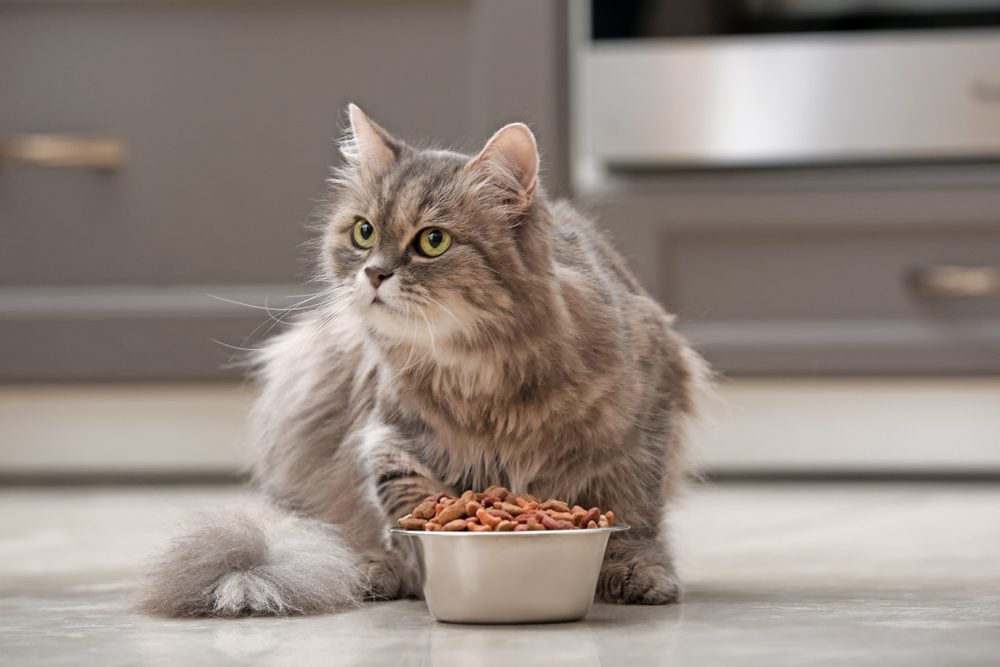 How to Find the Best Probiotics for Cats