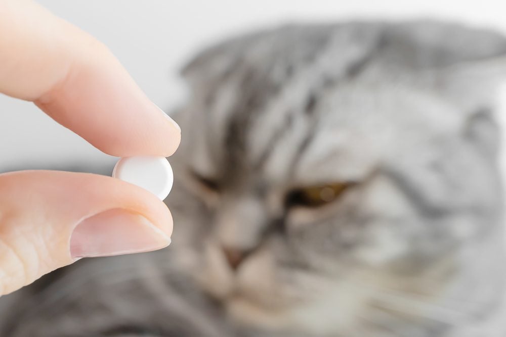 Imodium Dosage for Cats