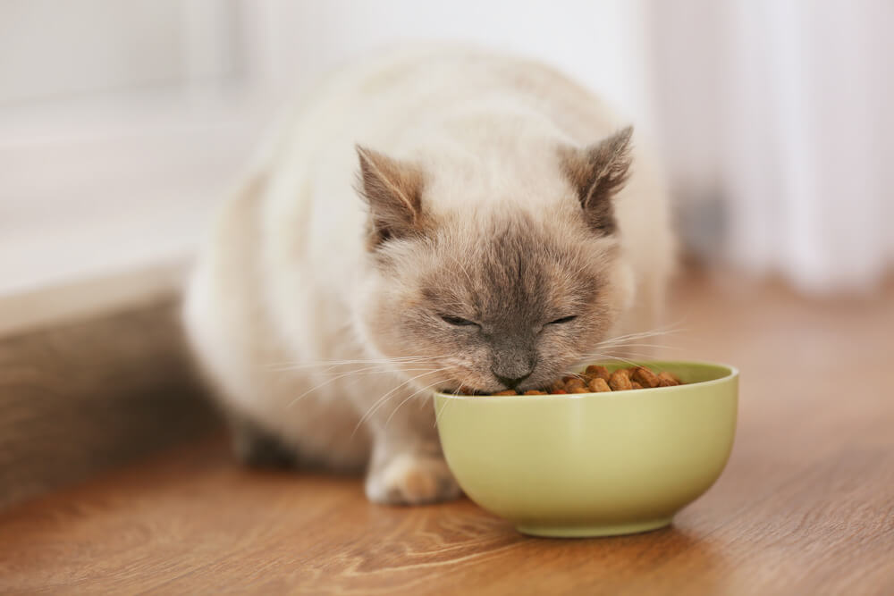 Cat eating Instinct cat food