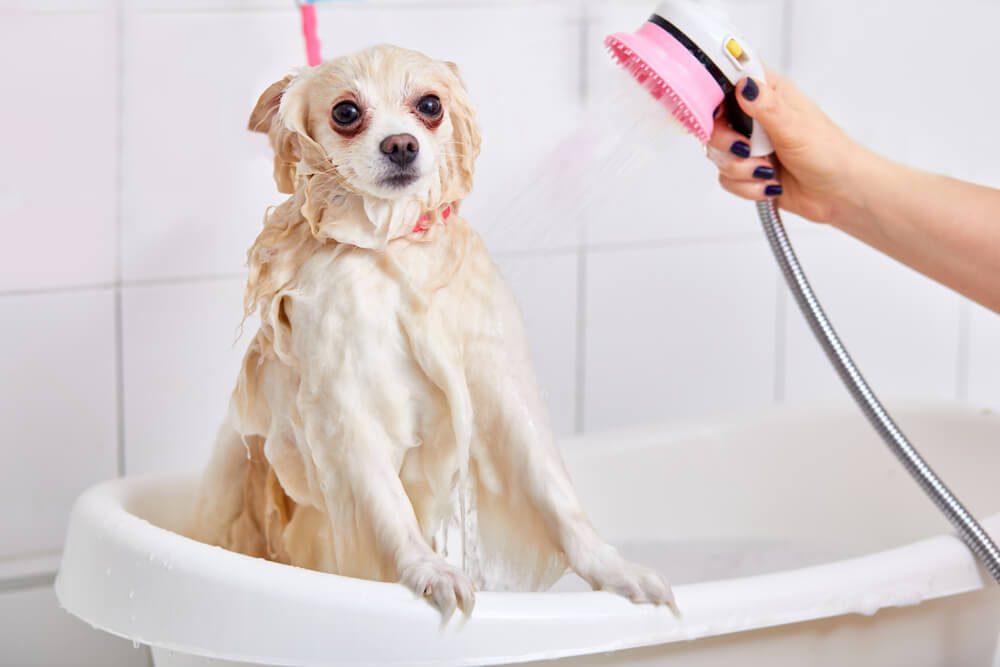 Is CHI Shampoo Safe for Dogs
